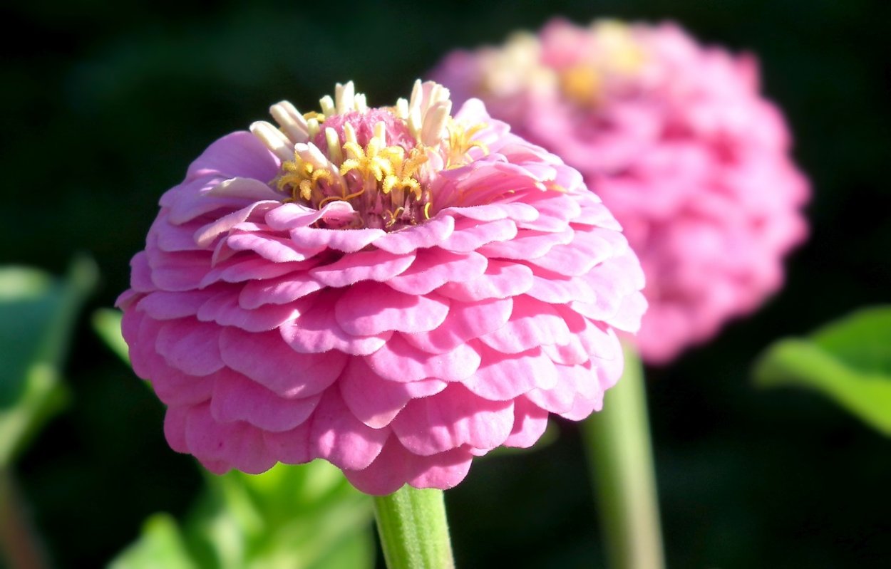 Цинния помпонная