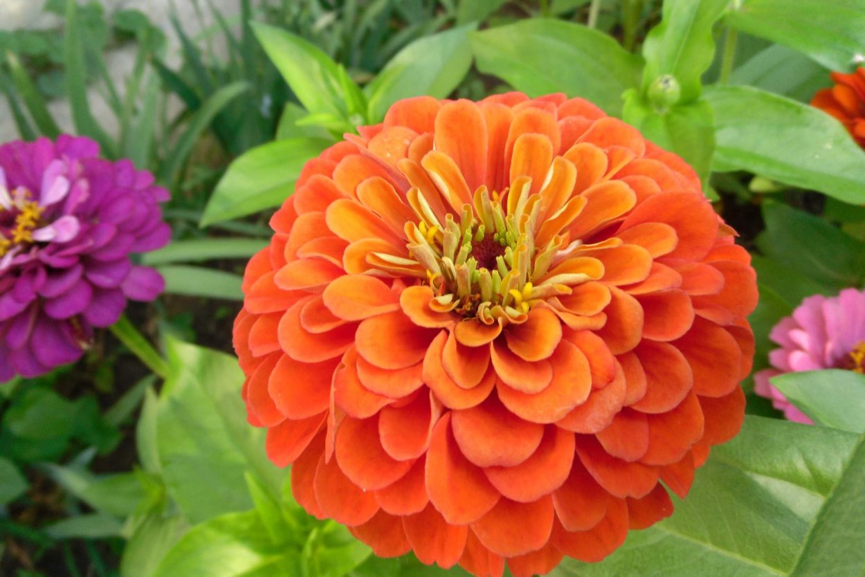 Циния Захара санберст