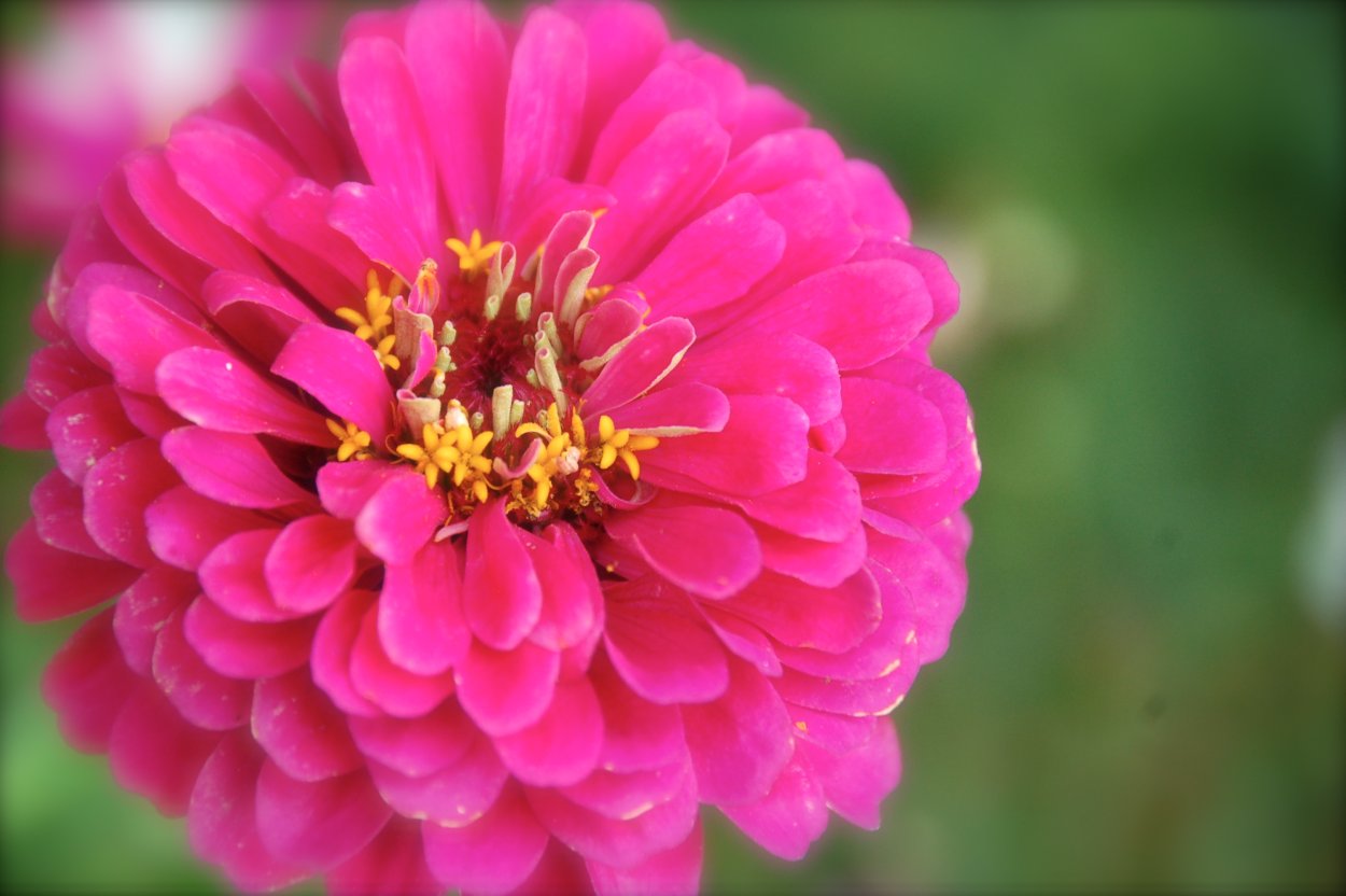 Цинния Дабл Захара черри