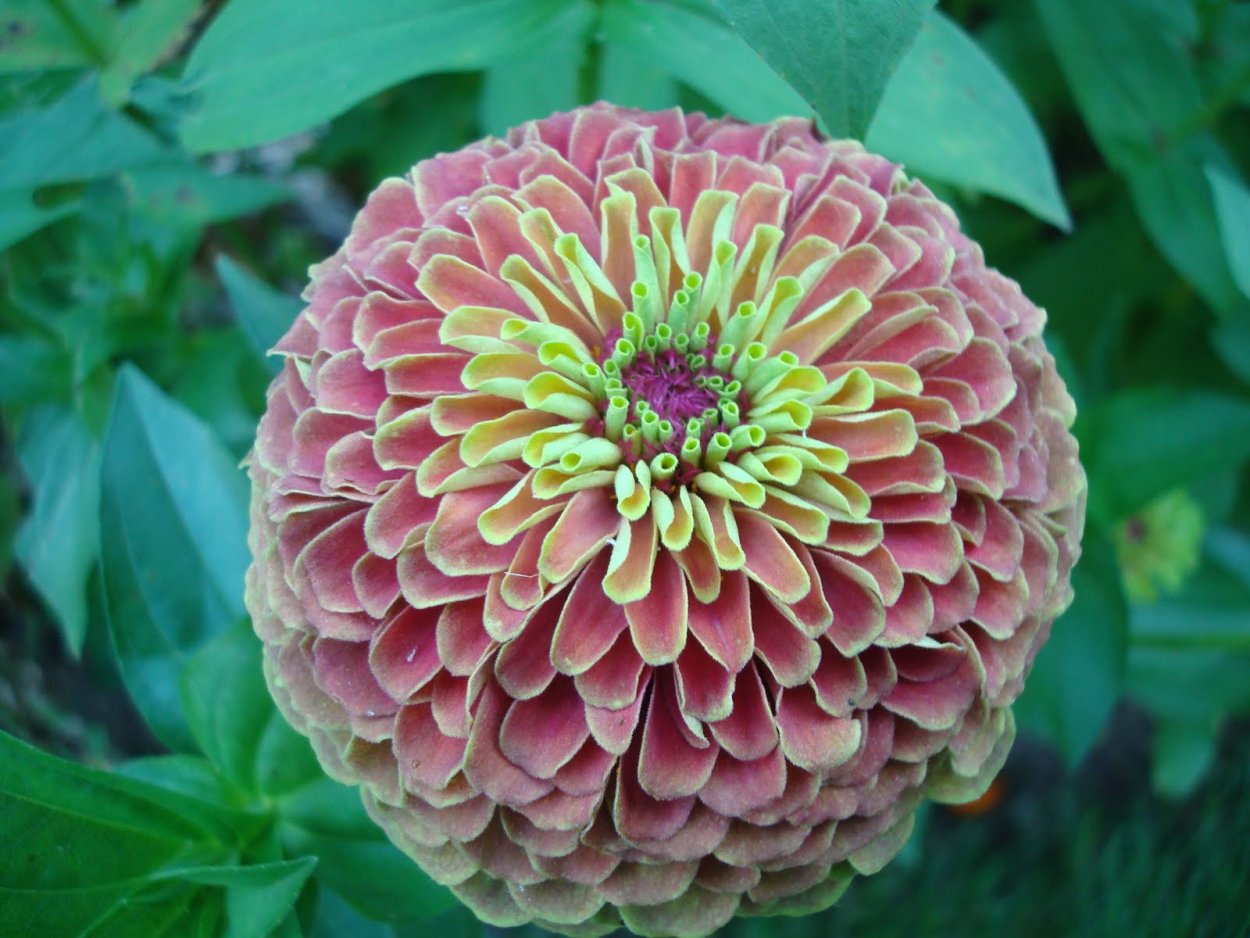 Циния Глориеншайн