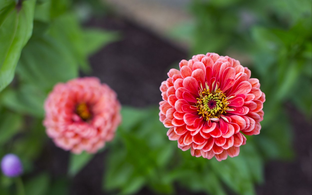 Циния Пепито Дварф микс