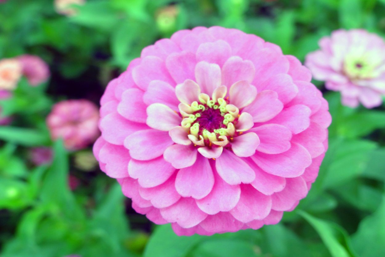 Цинния калифорнийские гиганты