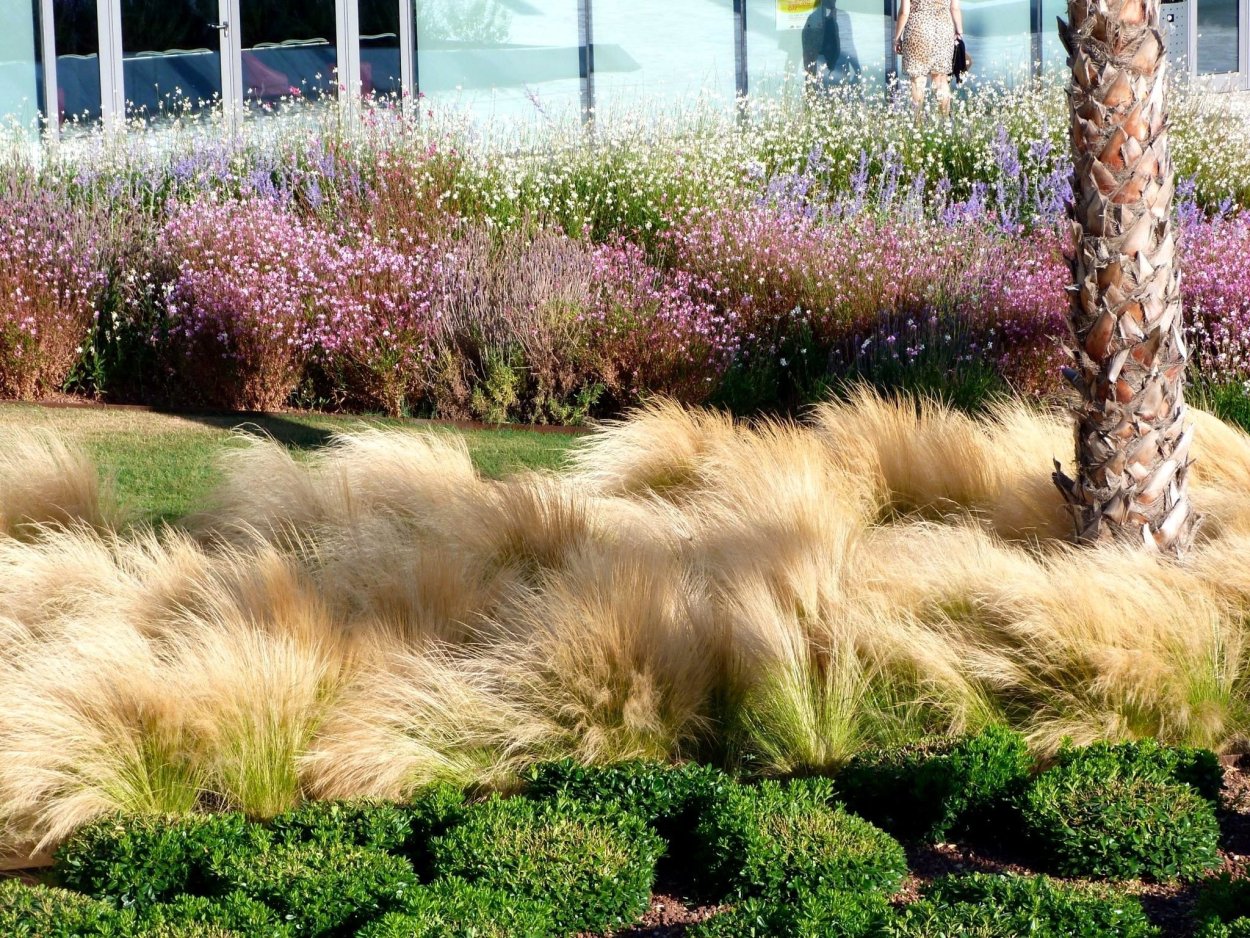 Ковыль гривастый