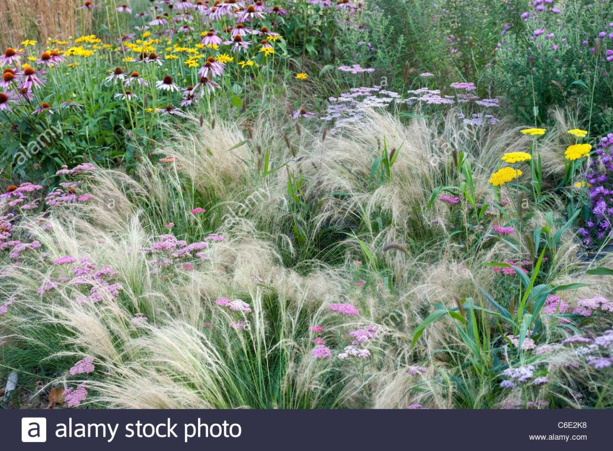 Аллиум ковыль Вейник в цветнике