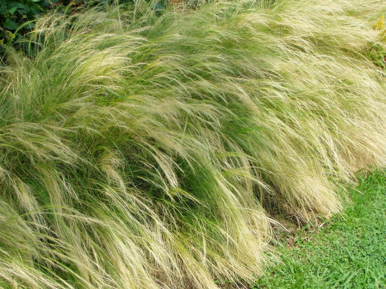 Ковыль тончайший (Stipa tenuissima) "Angel hair"