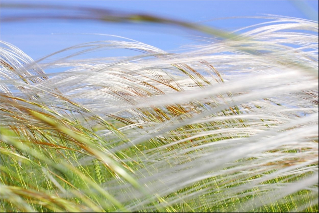 Ячмень гривастый (Hordeum jubatum)