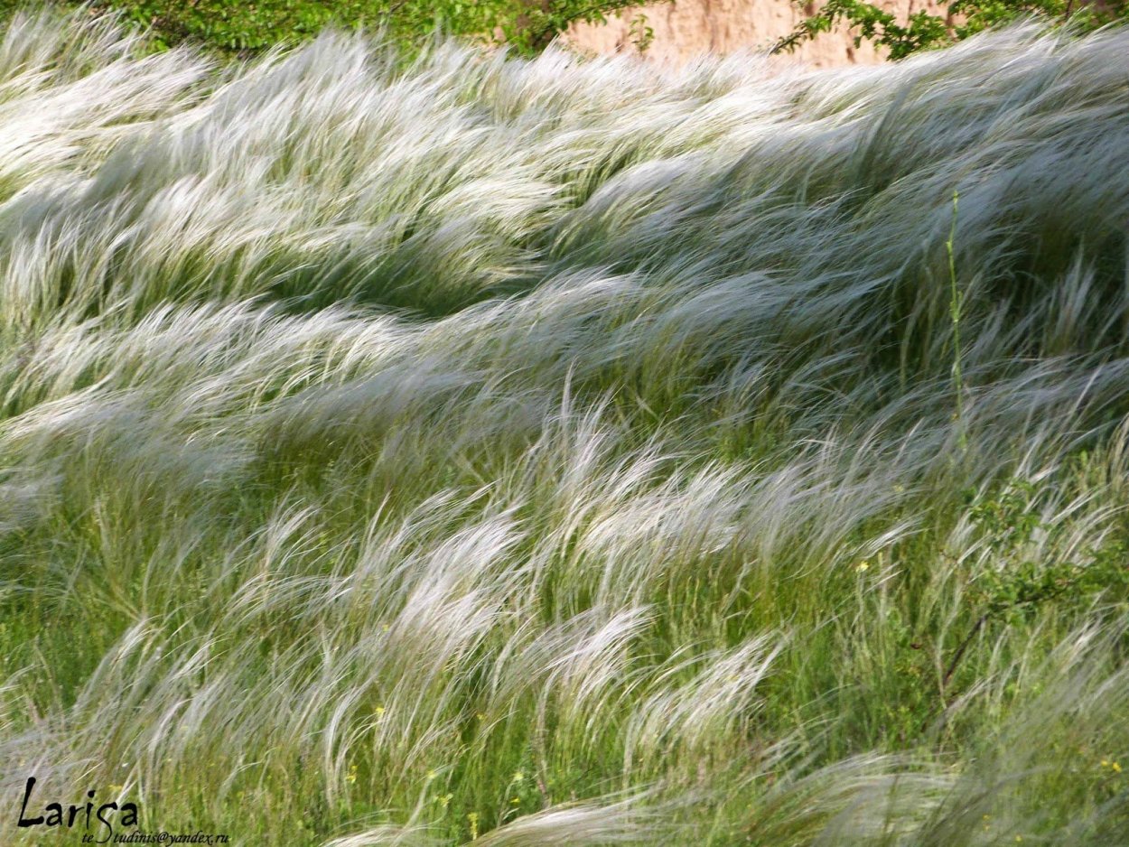 Ковыль тончайший (Stipa tenuissima)