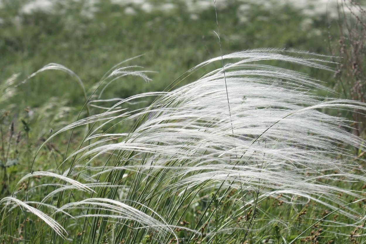Ковыль тончайший ponytails