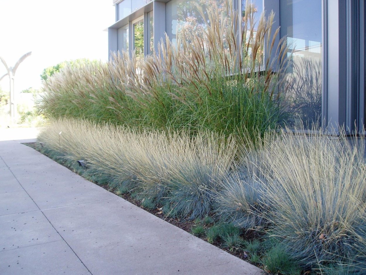 Ячмень гривастый