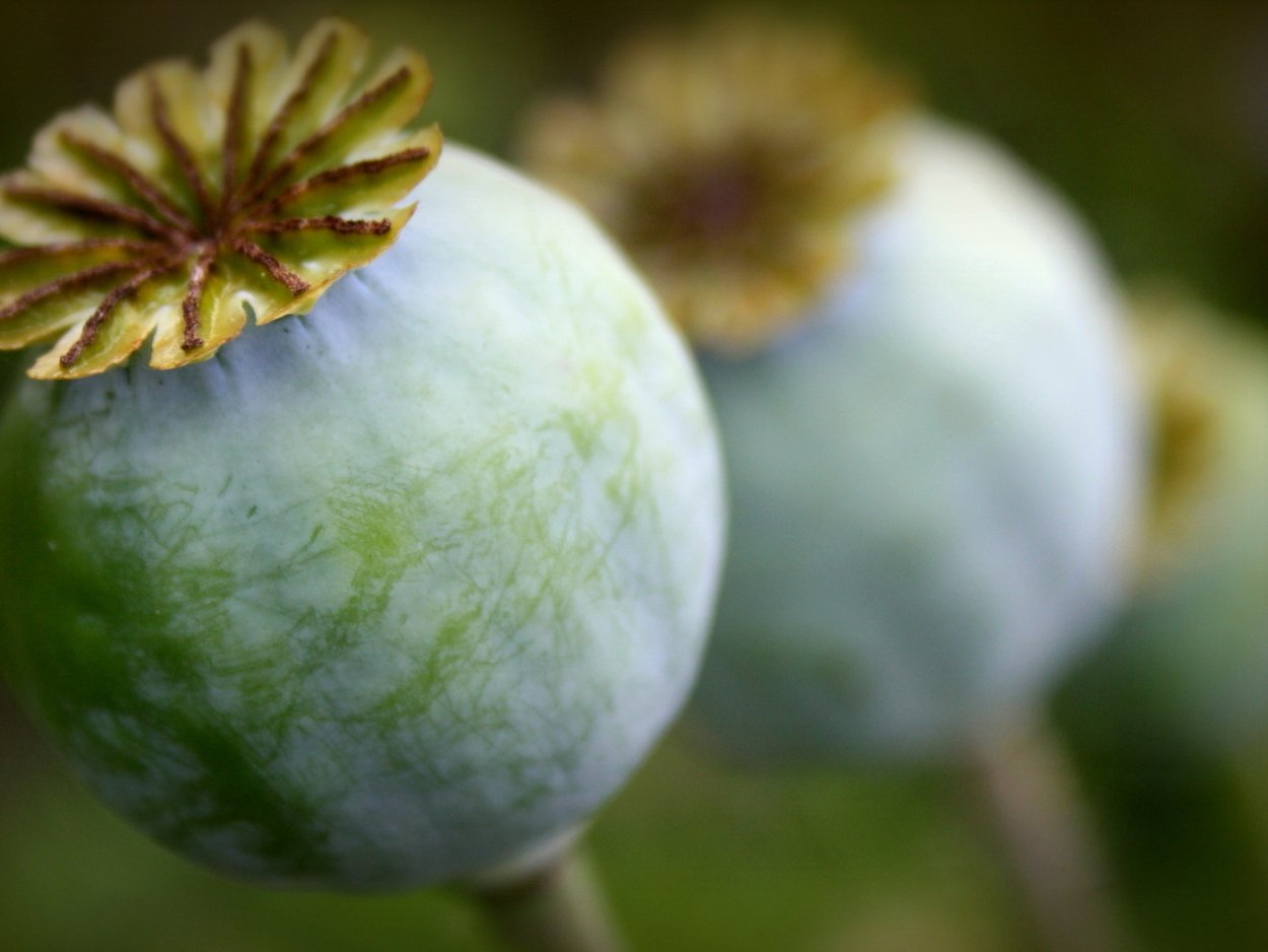 Опиумный Мак макро