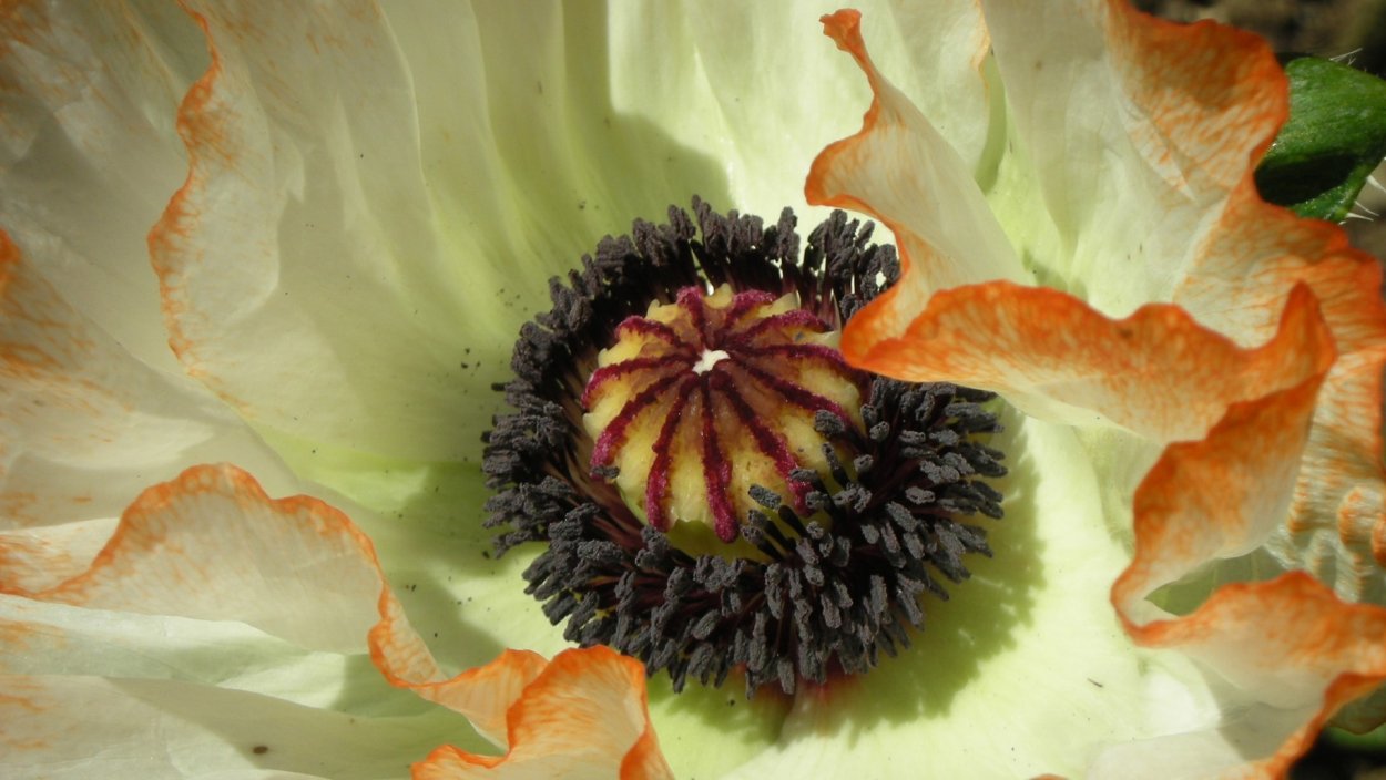 Маки с листочками