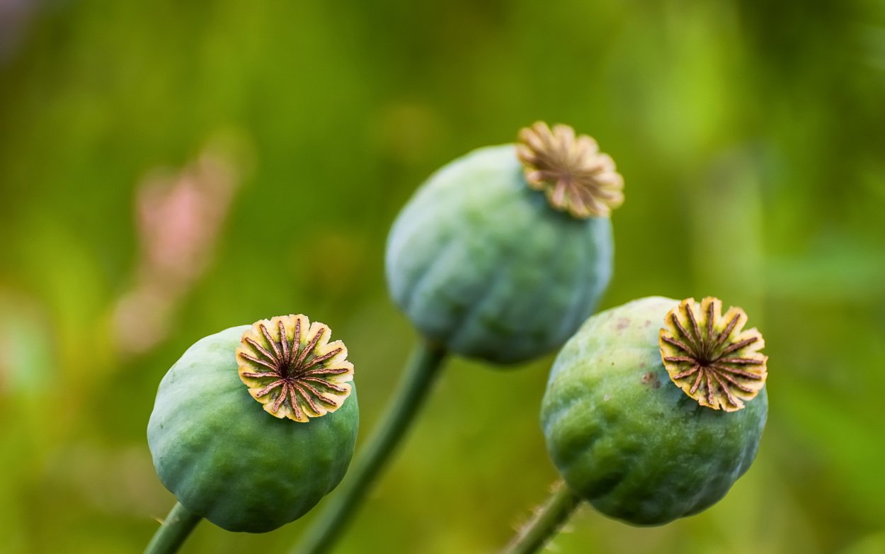 Коробочка мака зеленая