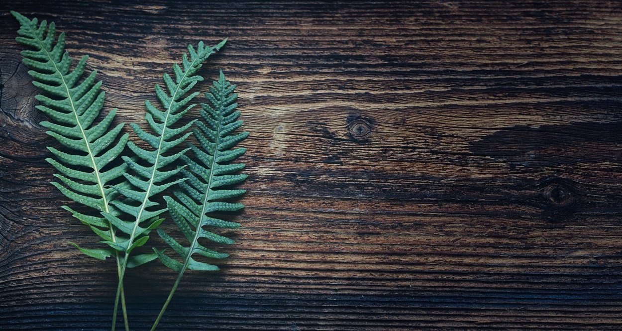 Фон листья папоротника