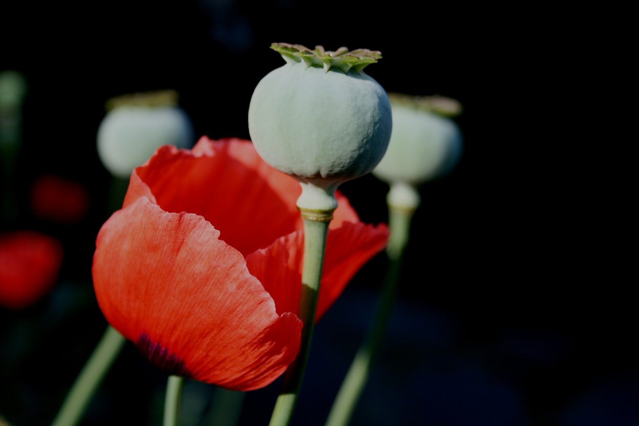 Маковые капсулы в Афинах стена