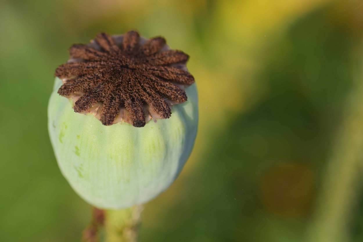 Мак снотворный коробочки