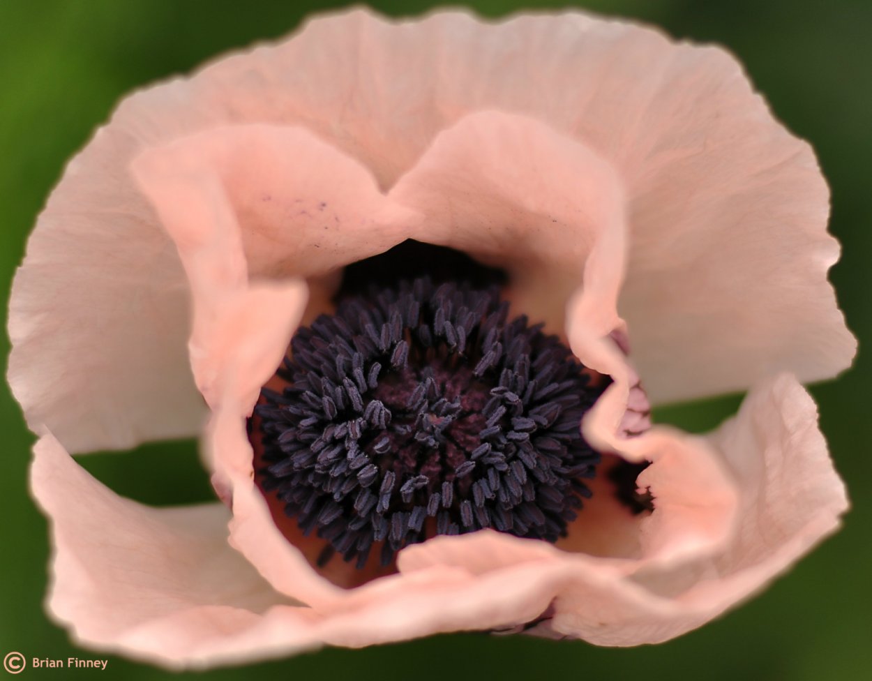 Анемоны тычинки