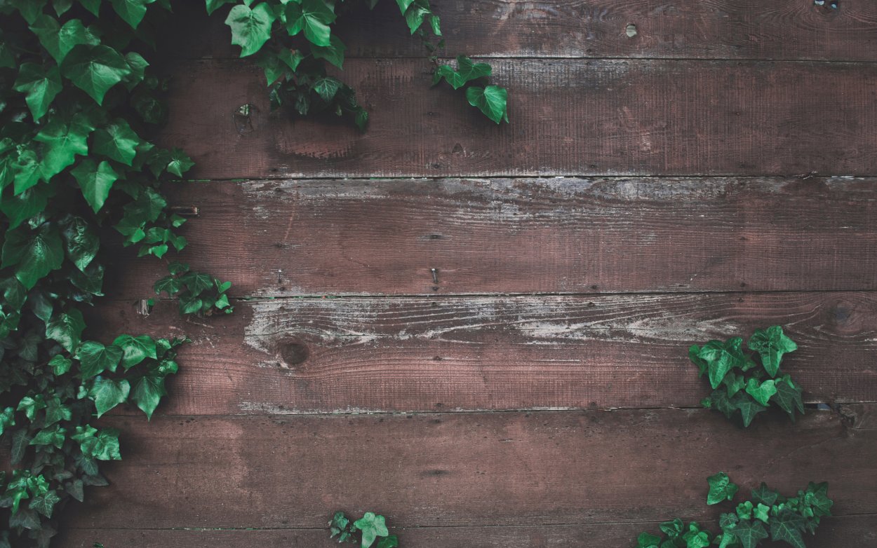 Деревянная стена с зеленью