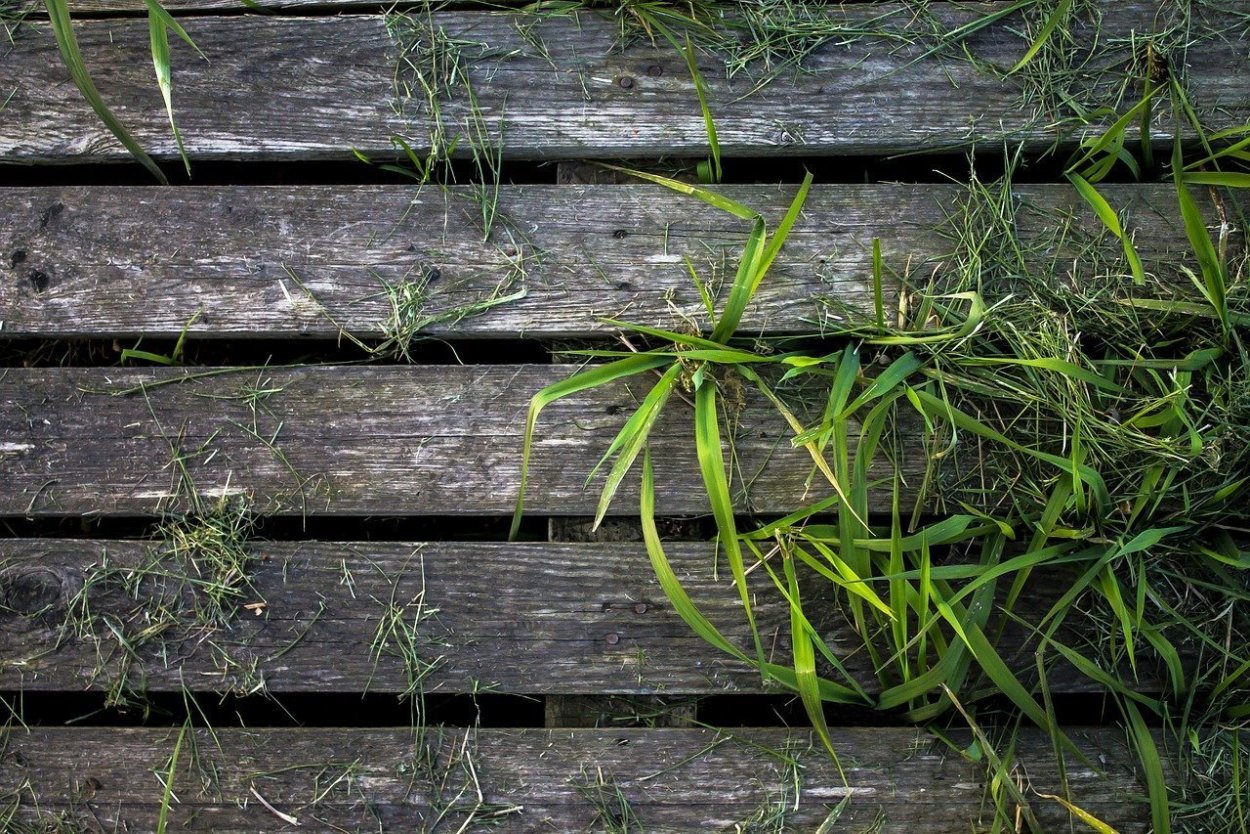 Древесина и зелень