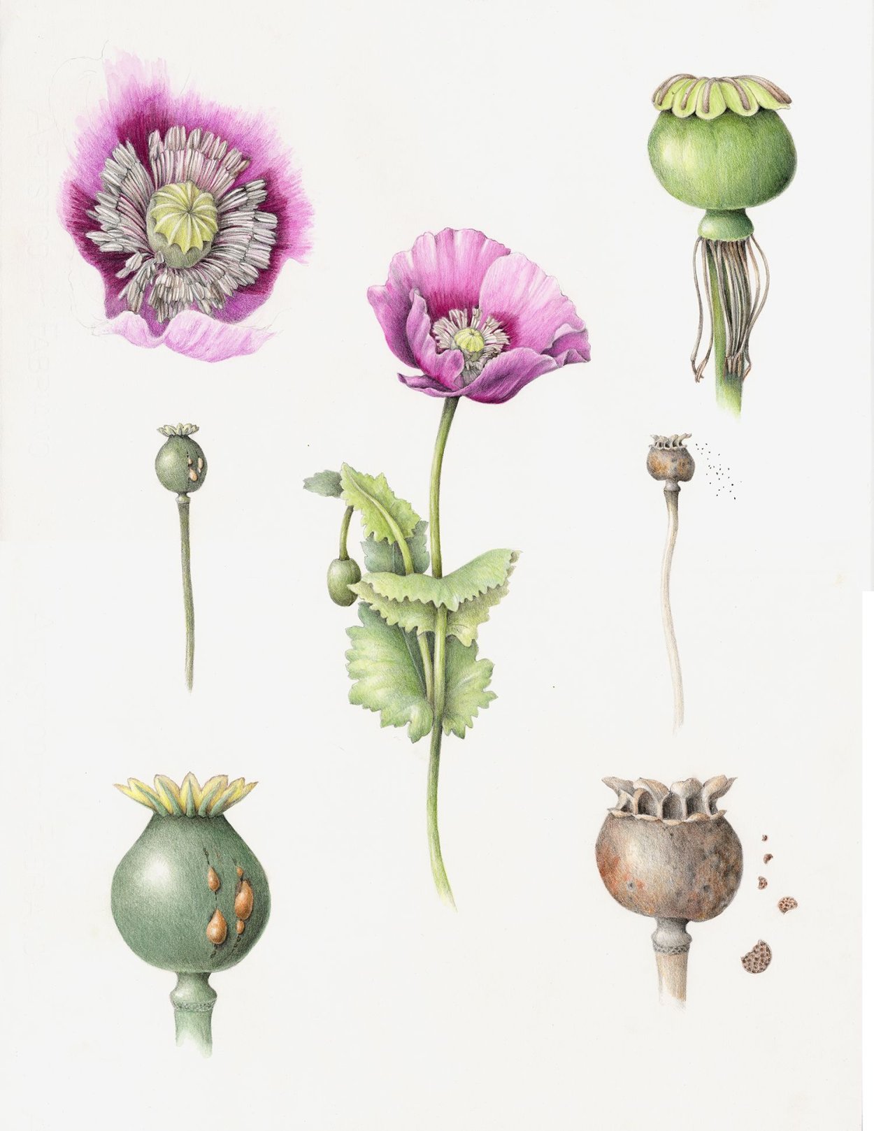Papaver somniferum l ботаника