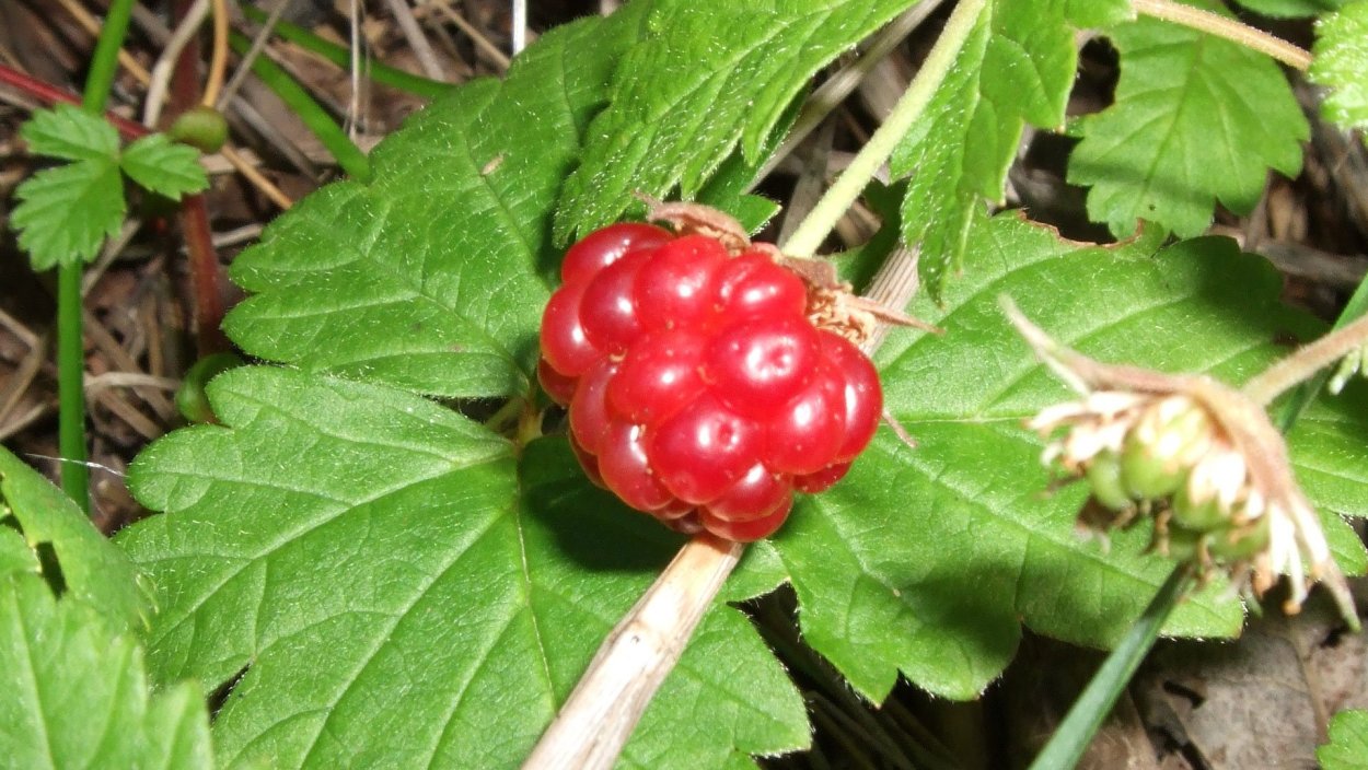 Поляника Княженика