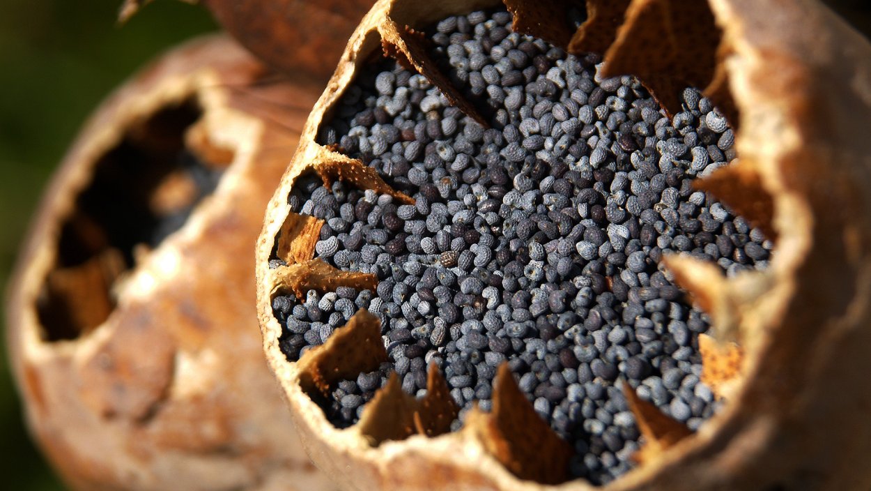 Семена мака опиумного