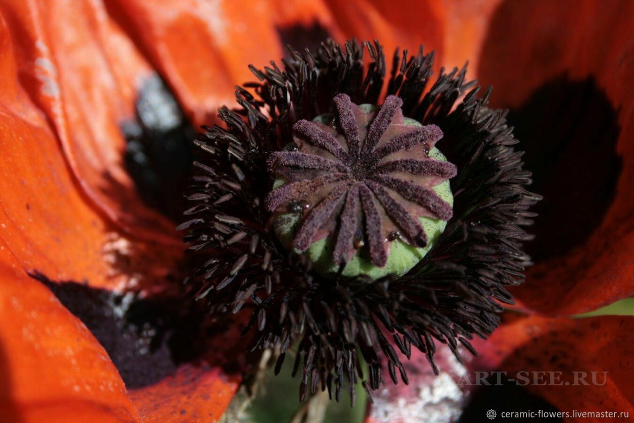 Мак красный серединка