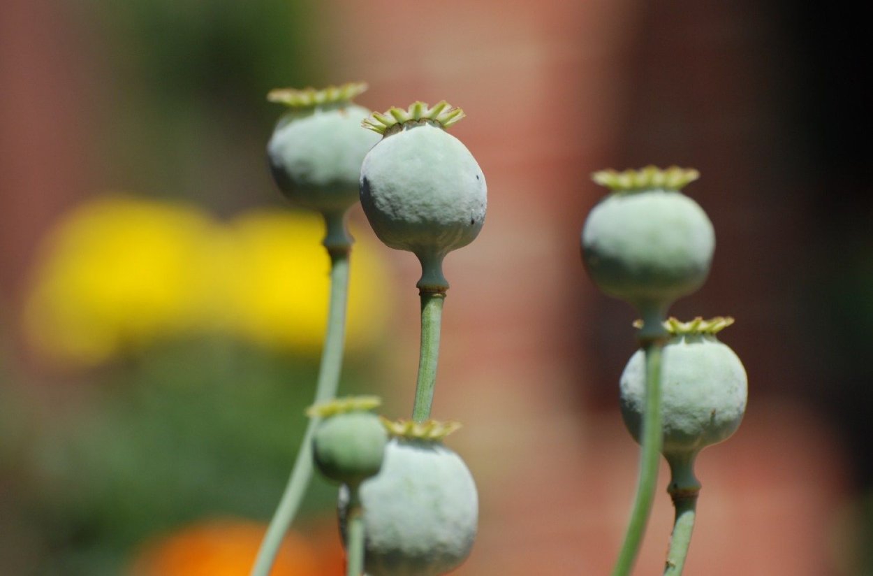 Маковые коробочки опиум