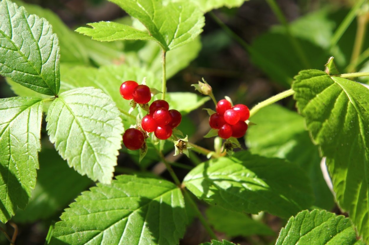 Rubus saxatilis костяника