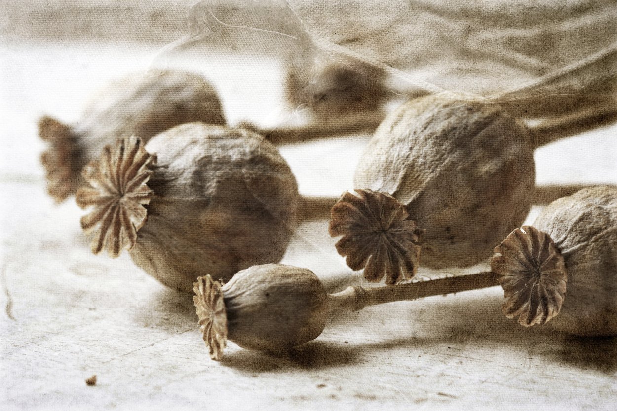 Опийный Мак сушеный