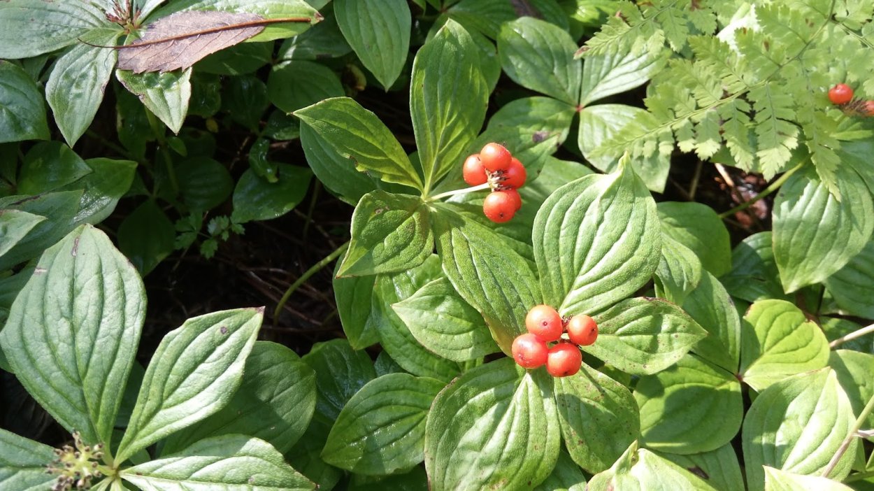 Ягода костяника Сахалинская