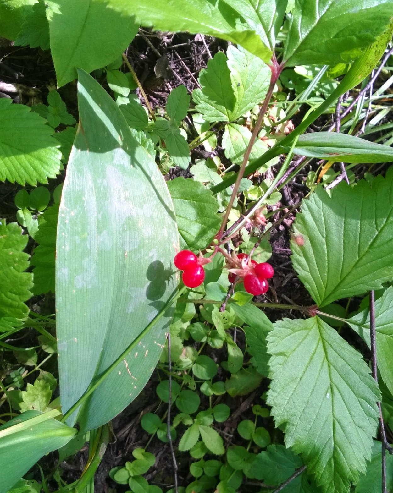 Костяника корнелуковица