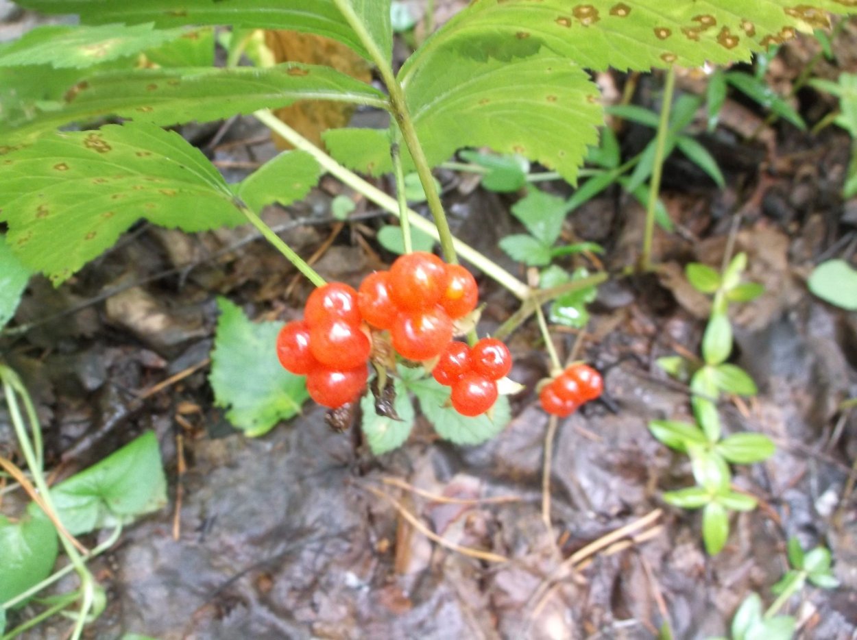 Костяника и Морошка