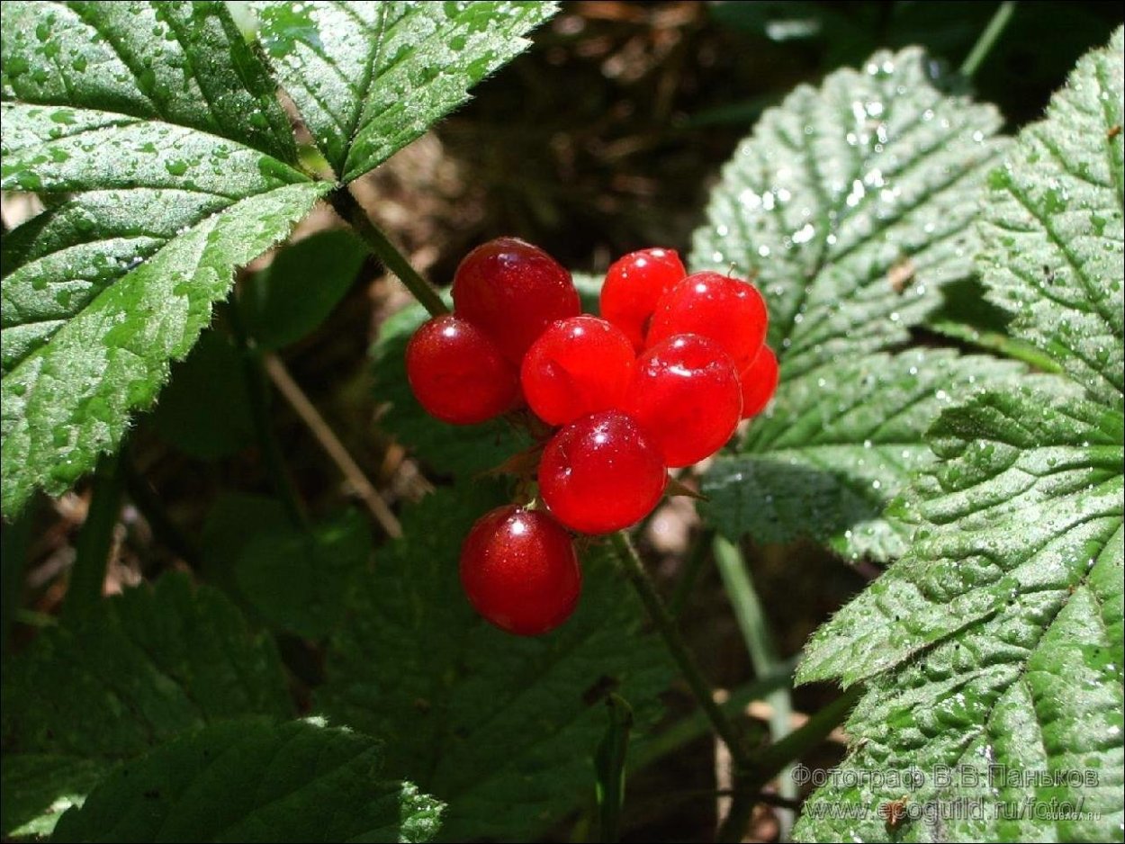 Костяника каменистая