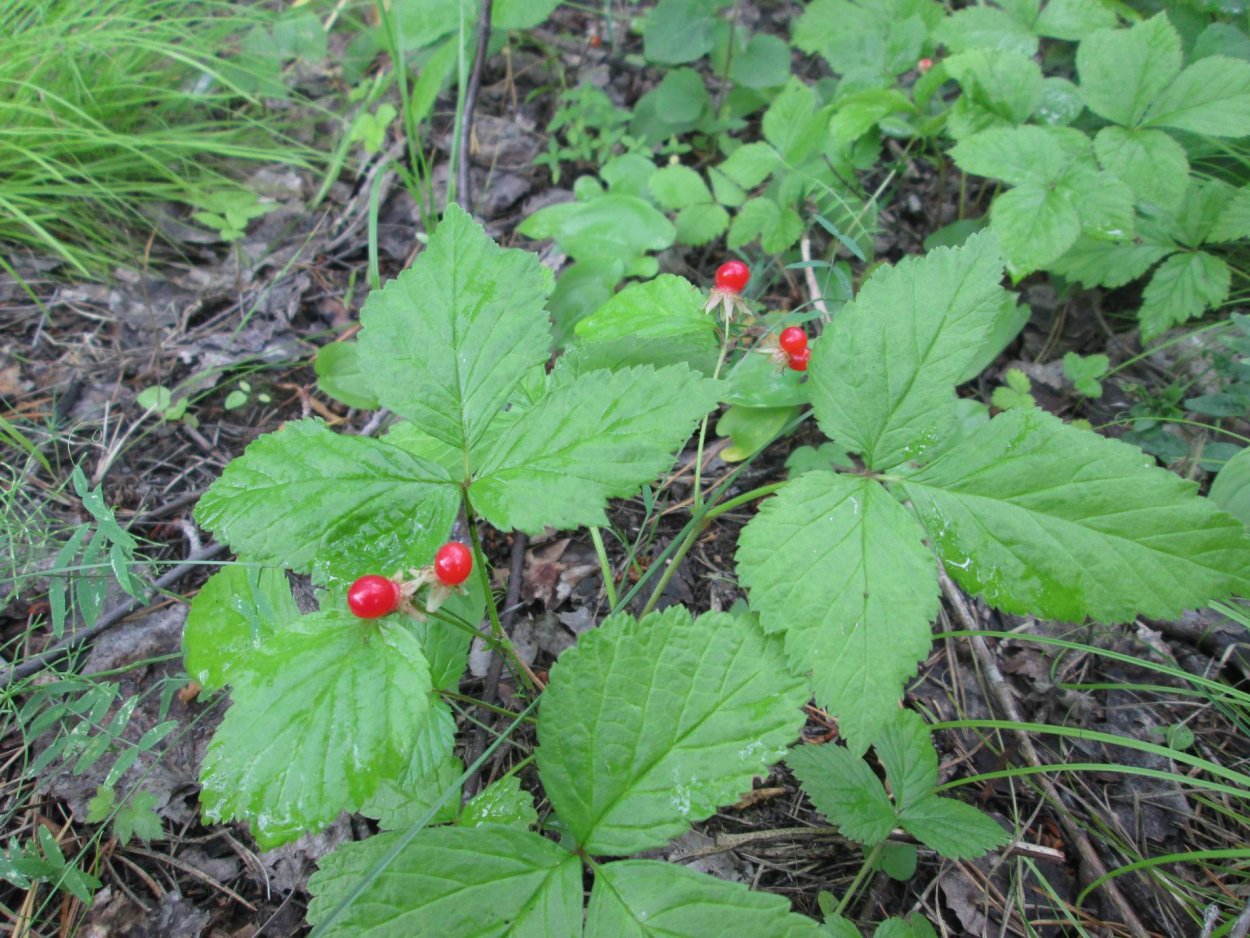 Костяника хмелелистная