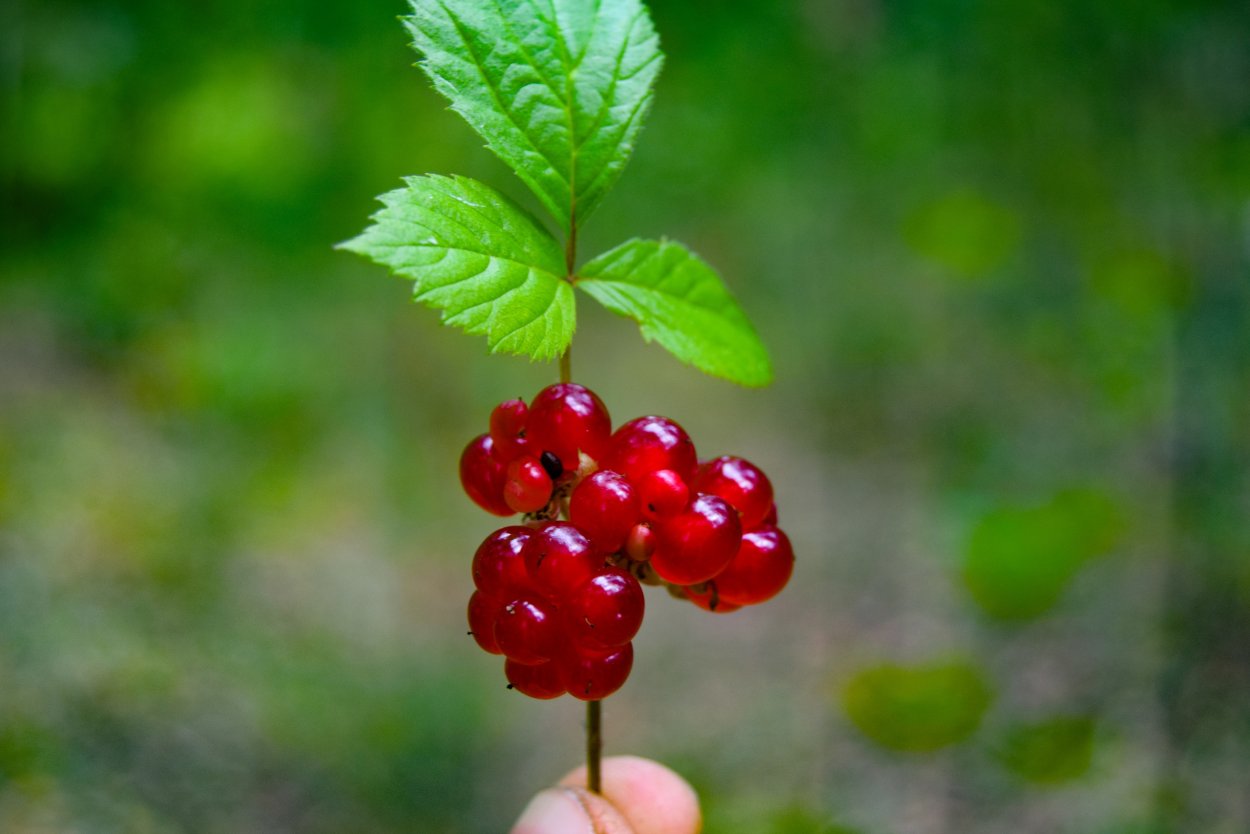 Семена костяники