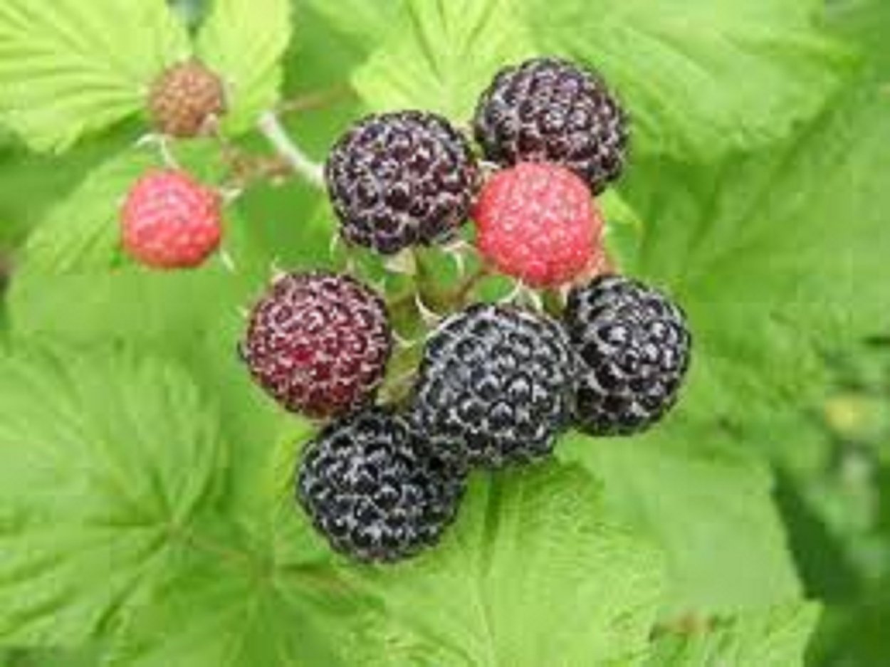 Ежевика Княженика