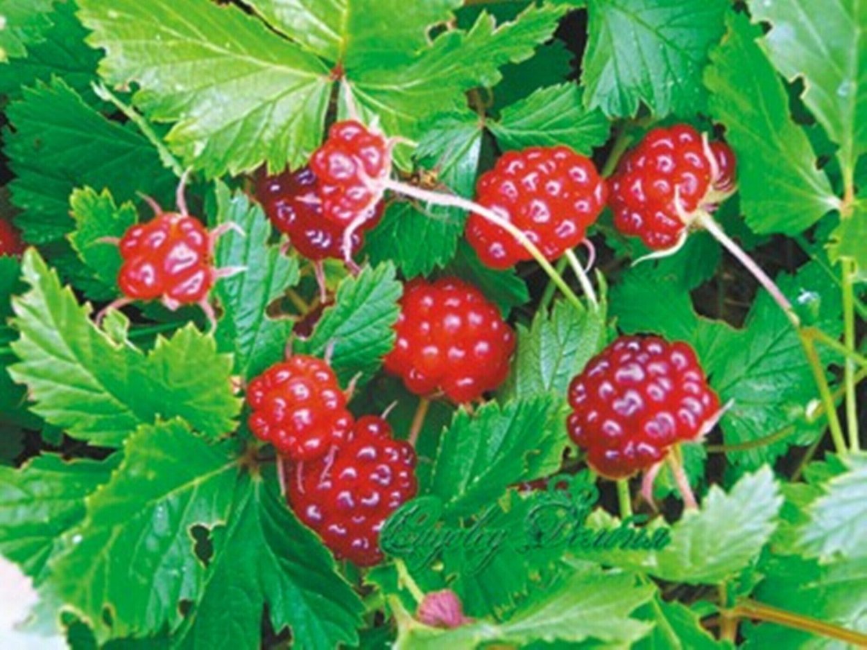 Княженика Садовая