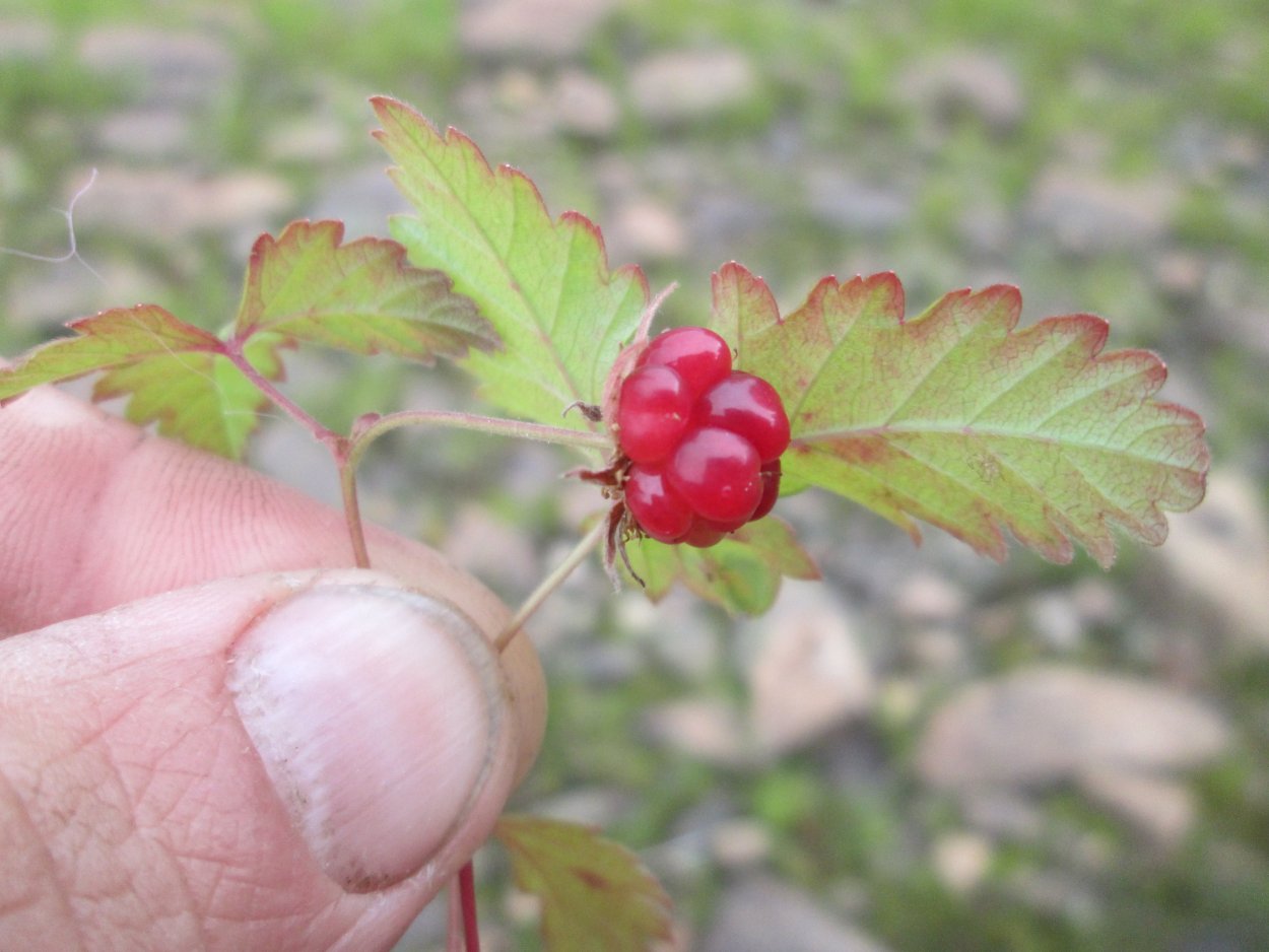 Поляника Княженика