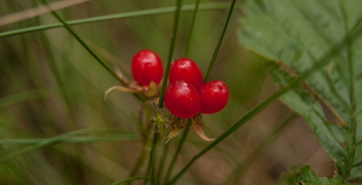Ягода костяника Сахалинская