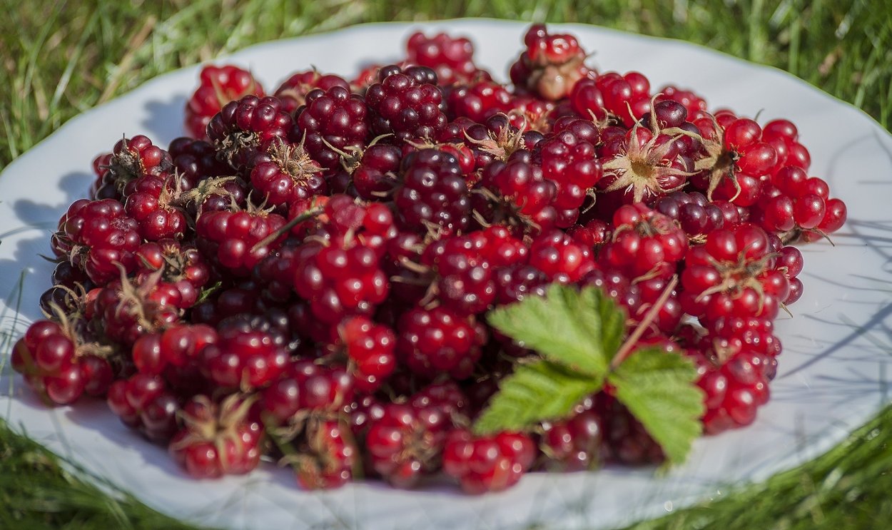 Костяника ягода