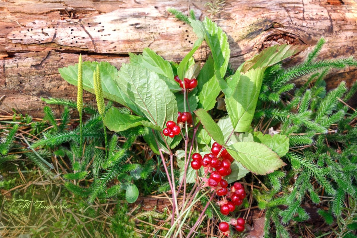 Карельский лес, куст костяники