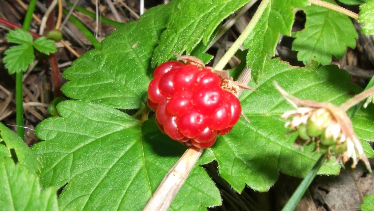 Поляника Княженика