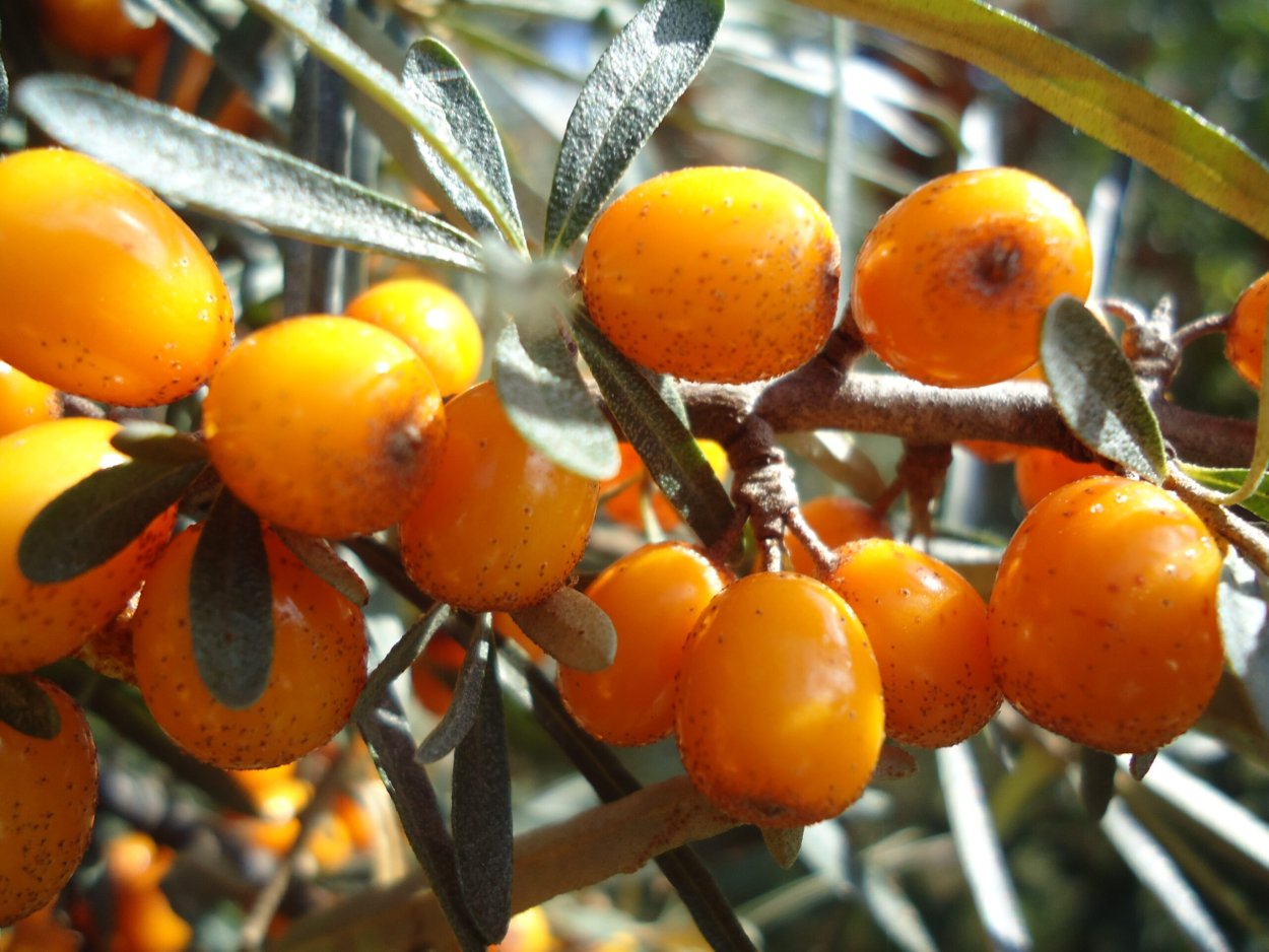 Облепиха Жемчужница