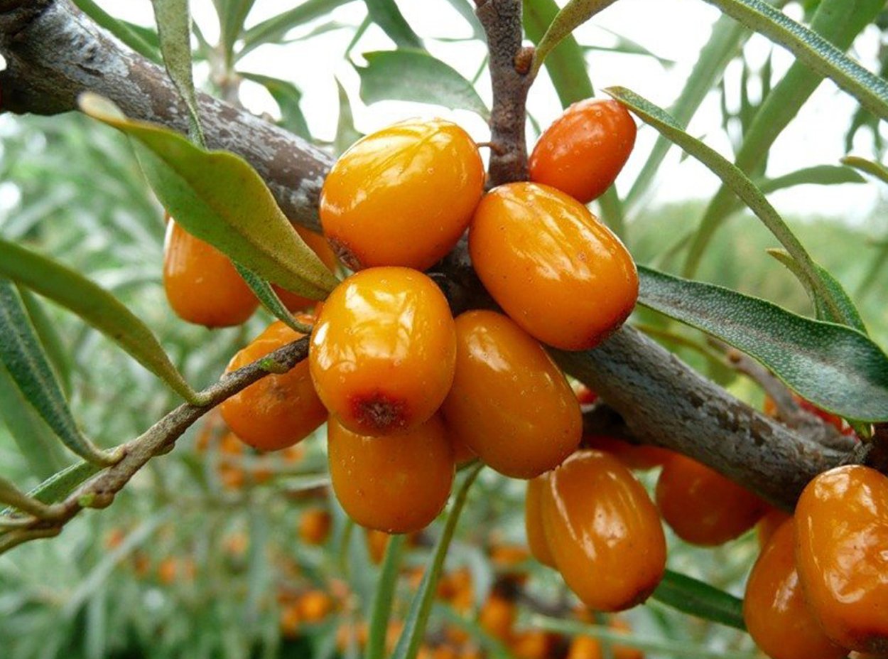 Облепиха Трофимовская