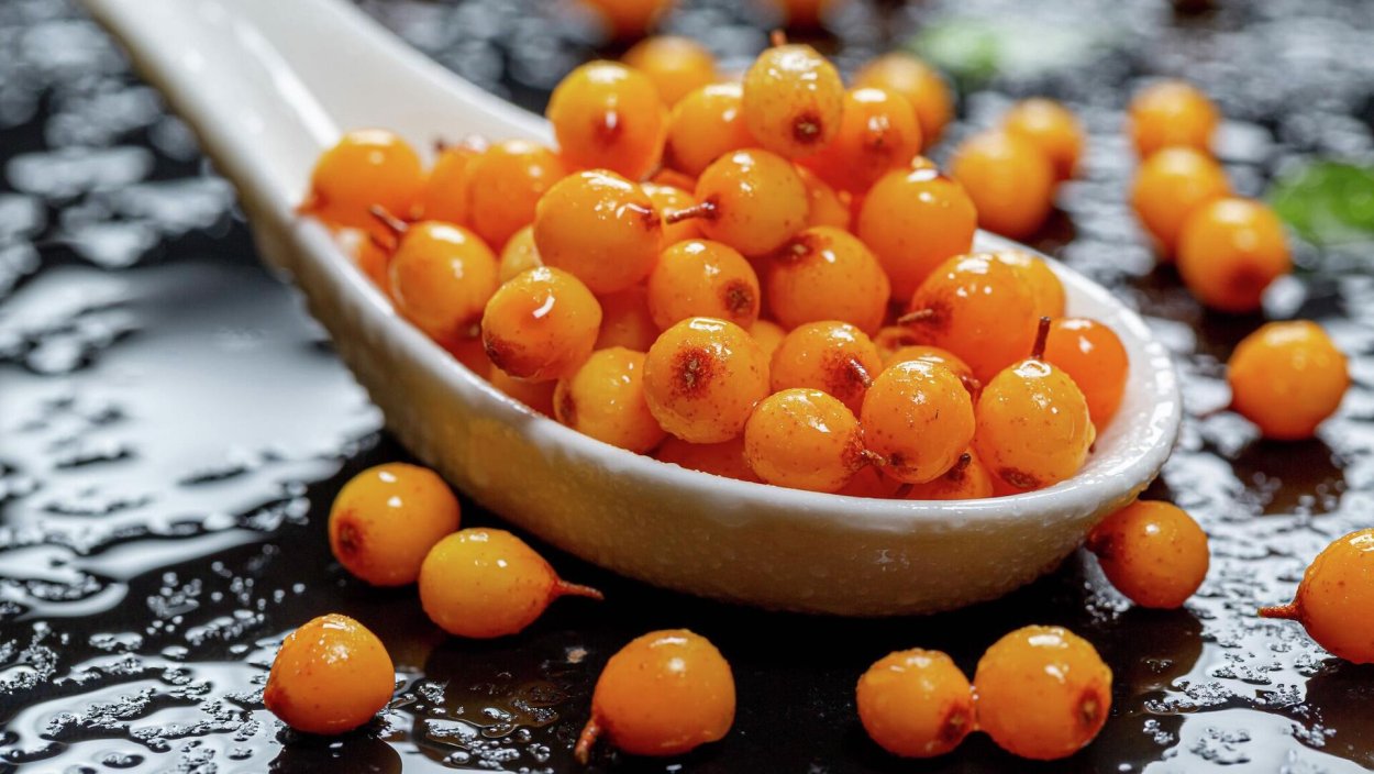 Облепиха Университетская