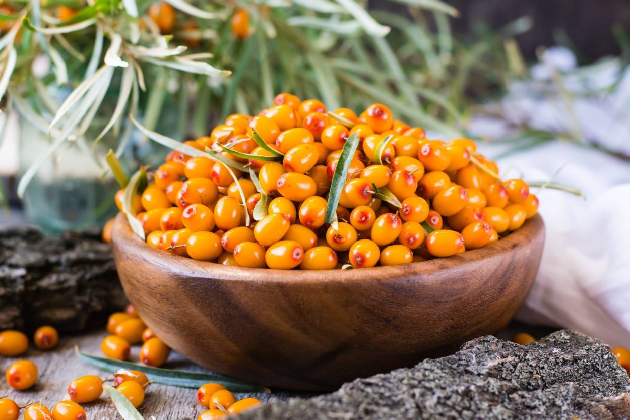 Облепиха Hippophae