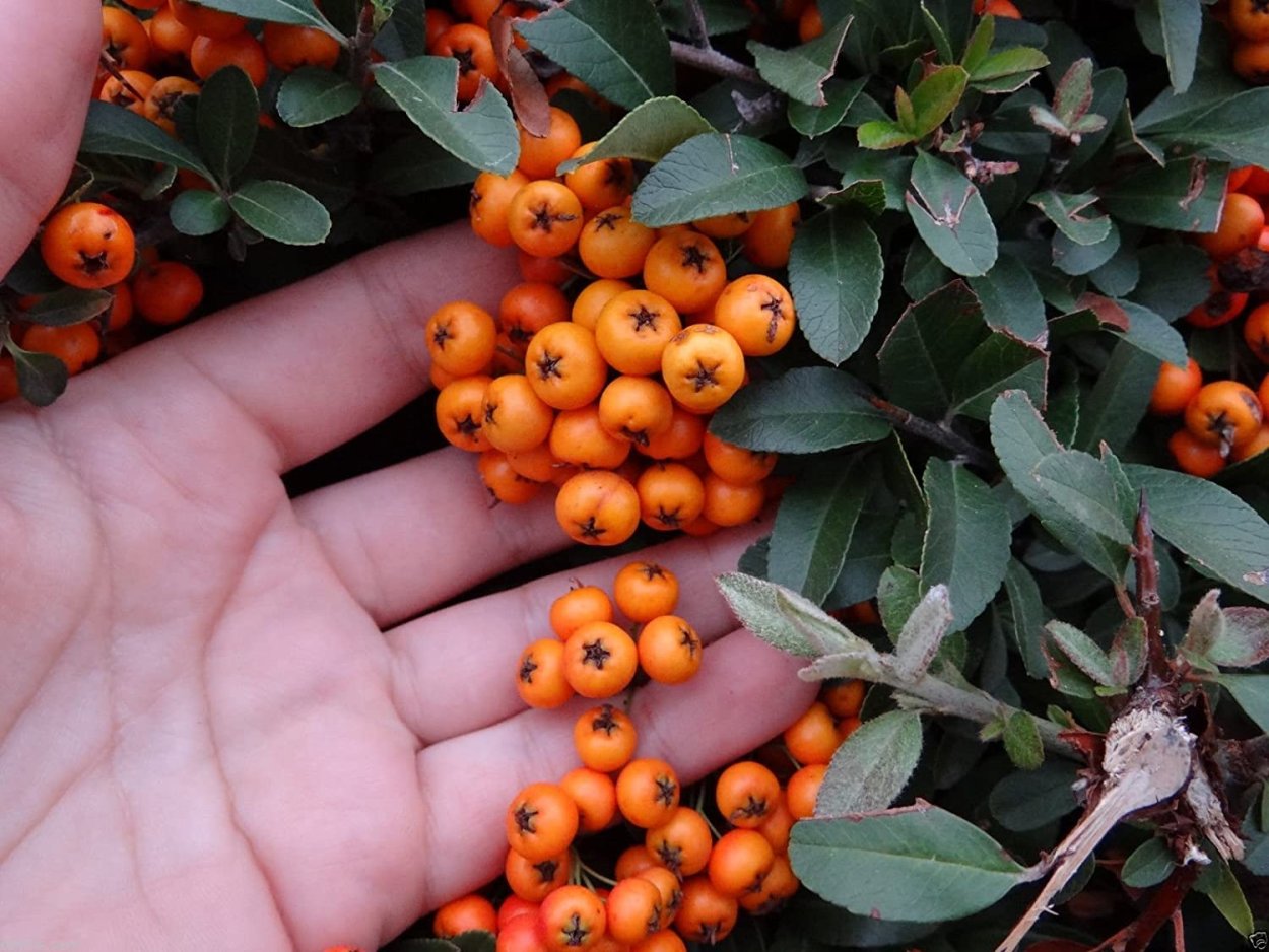 Ягоды облепихи