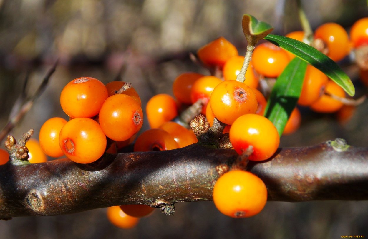 Sea Buckthorn облепиха с апельсином