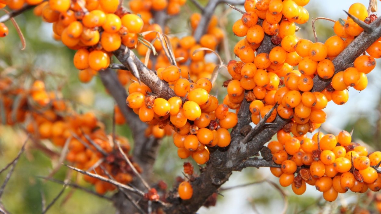 Сладкая облепиха черри