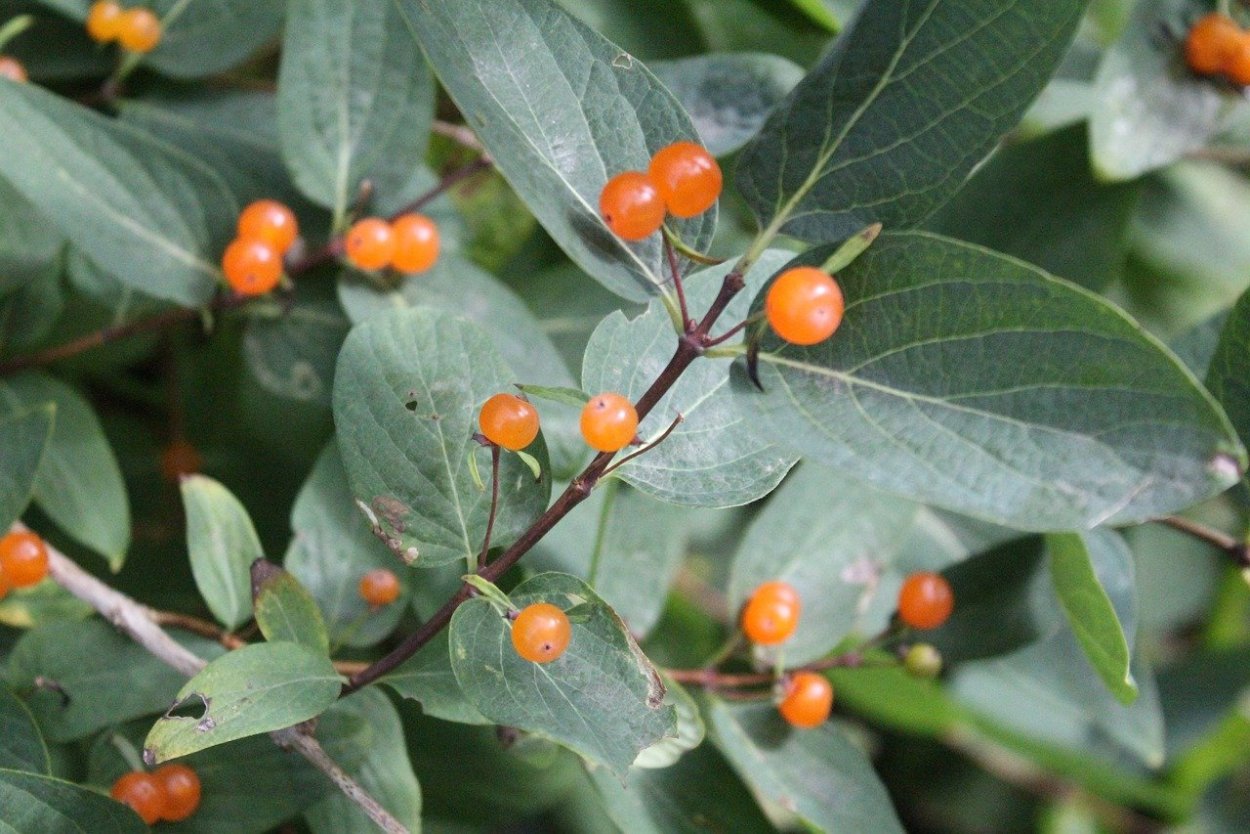 Волчья ягода оранжевая